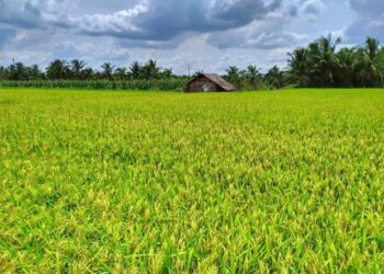 Trung tâm tư vấn pháp luật Minh Sơn (TTTVPLMS) thông tin về hỗ trợ kinh phí đối với đất chuyên trồng lúa, người dân cần biết