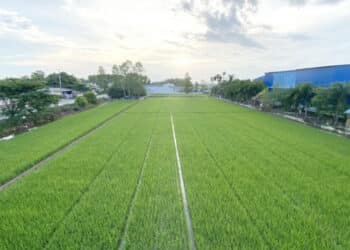 Hướng tới sản xuất nông nghiệp hữu cơ – Hướng đi bền vững cho nông dân