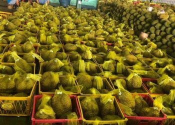 “Vua trái cây” nhiều lợi thế, thách thức xuất khẩu vào thị trường lớn trên thế giới