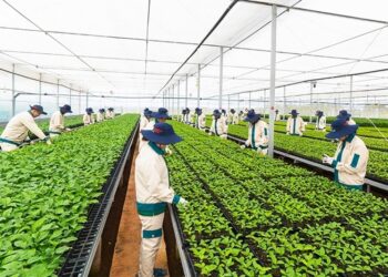 Gia Lai phát huy lợi thế, đẩy mạnh xuất khẩu hàng nông sản