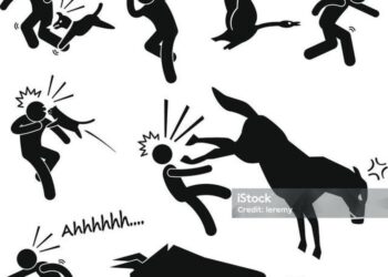 Án Tây-Luật Ta: Cụ bà tử vong thương tâm vì bị lợn nhà hàng xóm tấn công