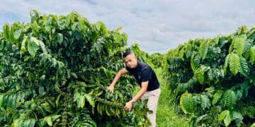 BM Group góp phần nâng tầm thương hiệu cà phê Việt trên đất đỏ Tây Nguyên