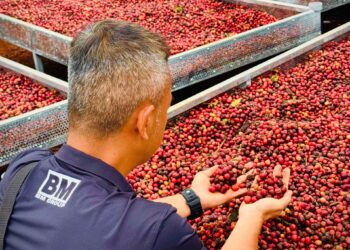 BM Farm và BM Group: Hành trình xây dựng mô hình nông nghiệp bền vững từ tầm nhìn của CEO Hồ Quốc Huy