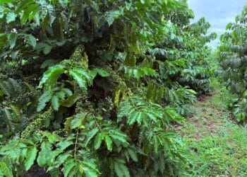 BM Farm: Lạ đời, trồng cà phê kiểu khác người “Nuôi đất bằng cỏ” của CEO Hồ Quốc Huy ở tỉnh Đắk Lắk